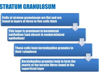 STRATUM GRANULOSUM 
Cells of stratum granulosumare flat and are 
found in layers of three to five cells thick 
This layer is prominent in keratinized 
epithelium (and absent in nonkeratinized 
epithelium) 
These cells have keratohyaline granules in 
their cytoplasm 
Keratohyaline granules help to form the 
matrix of the keratin fibres found in the 
superficial layer 
 