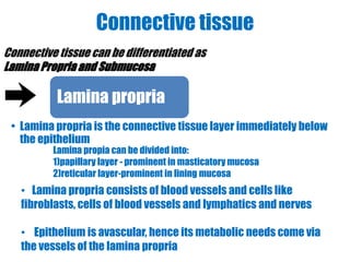 Connective tissue 
Connective tissue can be differentiated as 
Lamina Propria and Submucosa 
Lamina propria 
• Lamina propria is the connective tissue layer immediately below 
the epithelium 
Lamina propia can be divided into: 
1)papillary layer - prominent in masticatory mucosa 
2)reticular layer-prominent in lining mucosa 
• Lamina propria consists of blood vessels and cells like 
fibroblasts, cells of blood vessels and lymphatics and nerves 
• Epithelium is avascular, hence its metabolic needs come via 
the vessels of the lamina propria 
 