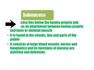 Submucosa 
• Submucosa lies below the lamina propria and 
serves as an attachment between lamina propria 
and bone or skeletal muscle 
• It is found in the cheeks, lips and parts of the 
palate 
• It consists of large blood vessels, nerves and 
lymphatics and its functions of mucosa are 
nutrition and defensive. 
 