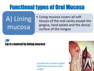 Functional types of Oral Mucosa 
• Lining mucosa covers all soft 
tissues of the oral cavity except the 
gingiva, hard palate and the dorsal 
surface of the tongue 
A) Lining 
mucosa 
Lip 
Lip is covered by lining mucosa 
Lip with skin on outer surface 
and lining mucosa on inner 
surface 
 