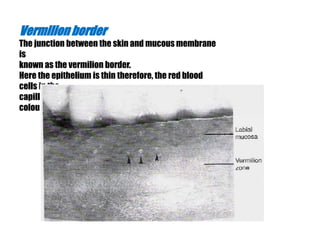 Vermilion border 
The junction between the skin and mucous membrane 
is 
known as the vermilion border. 
Here the epithelium is thin therefore, the red blood 
cells in the 
capillaries show through contributing to the vermilion 
colour 
 