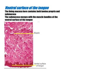 Ventral surface of the tongue 
The lining mucosa here contains both lamina propria and 
submucosa 
The submucosa merges with the muscle bundles of the 
ventral surface of the tongue 
 