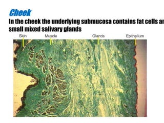 Cheek 
In the cheek the underlying submucosa contains fat cells and 
small mixed salivary glands 
 