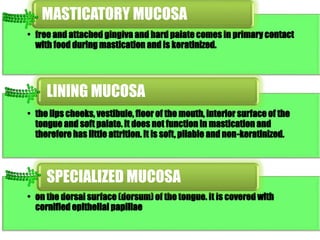 MASTICATORY MUCOSA 
• free and attached gingiva and hard palate comes in primary contact 
with food during mastication and is keratinized. 
LINING MUCOSA 
• the lips cheeks, vestibule, floor of the mouth, interior surface of the 
tongue and soft palate. It does not function in mastication and 
therefore has little attrition. It is soft, pliable and non-keratinized. 
SPECIALIZED MUCOSA 
• on the dorsal surface (dorsum) of the tongue. It is covered with 
cornified epithelial papillae 
 