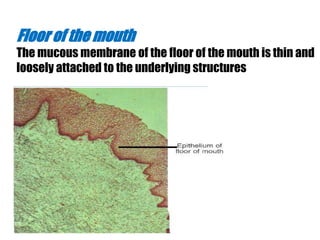 Floor of the mouth 
The mucous membrane of the floor of the mouth is thin and 
loosely attached to the underlying structures 
 
