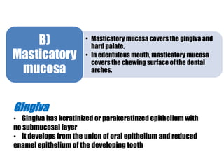 • Masticatory mucosa covers the gingiva and 
hard palate. 
• In edentulous mouth, masticatory mucosa 
covers the chewing surface of the dental 
arches. 
B) 
Masticatory 
mucosa 
Gingiva 
• Gingiva has keratinized or parakeratinzed epithelium with 
no submucosal layer 
• It develops from the union of oral epithelium and reduced 
enamel epithelium of the developing tooth 
 