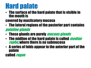 Hard palate 
• The surface of the hard palate that is visible in 
the mouth is 
covered by masticatory mucosa 
• The lateral regions of the posterior part contains 
palatine glands 
• These glands are purely mucous glands 
• The midline of the hard palate is called median 
raphe, where there is no submucosa 
• A series of folds appear in the anterior part of the 
palate 
called rugae 
 