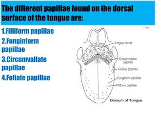 The different papillae found on the dorsal 
surface of the tongue are: 
1.Filliform papillae 
2.Funginform 
papillae 
3.Circumvallate 
papillae 
4.Foliate papillae 
 