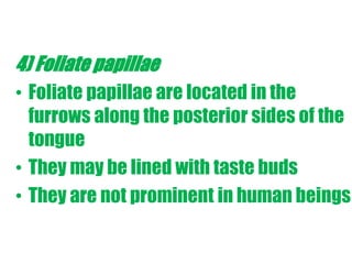 4) Foliate papillae 
• Foliate papillae are located in the 
furrows along the posterior sides of the 
tongue 
• They may be lined with taste buds 
• They are not prominent in human beings 
 