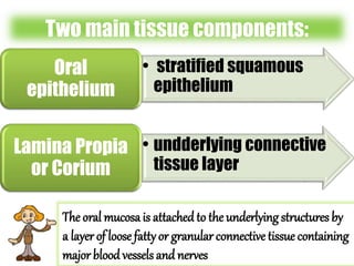 Two main tissue components: 
• stratified squamous 
epithelium 
Oral 
epithelium 
• undderlying connective 
tissue layer 
Lamina Propia 
or Corium 
The oral mucosa is attached to the underlying structures by 
a layer of loose fatty or granular connective tissue containing 
major blood vessels and nerves 
 