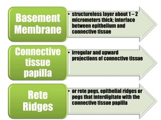 • structureless layer about 1 – 2 
micrometers thick; interface 
between epithelium and 
connective tissue 
Basement 
Membrane 
• irregular and upward 
projections of connective tissue 
Connective 
tissue 
papilla 
• or rete pegs, epithelial ridges or 
pegs that interdigitate with the 
connective tissue papilla 
Rete 
Ridges 
 