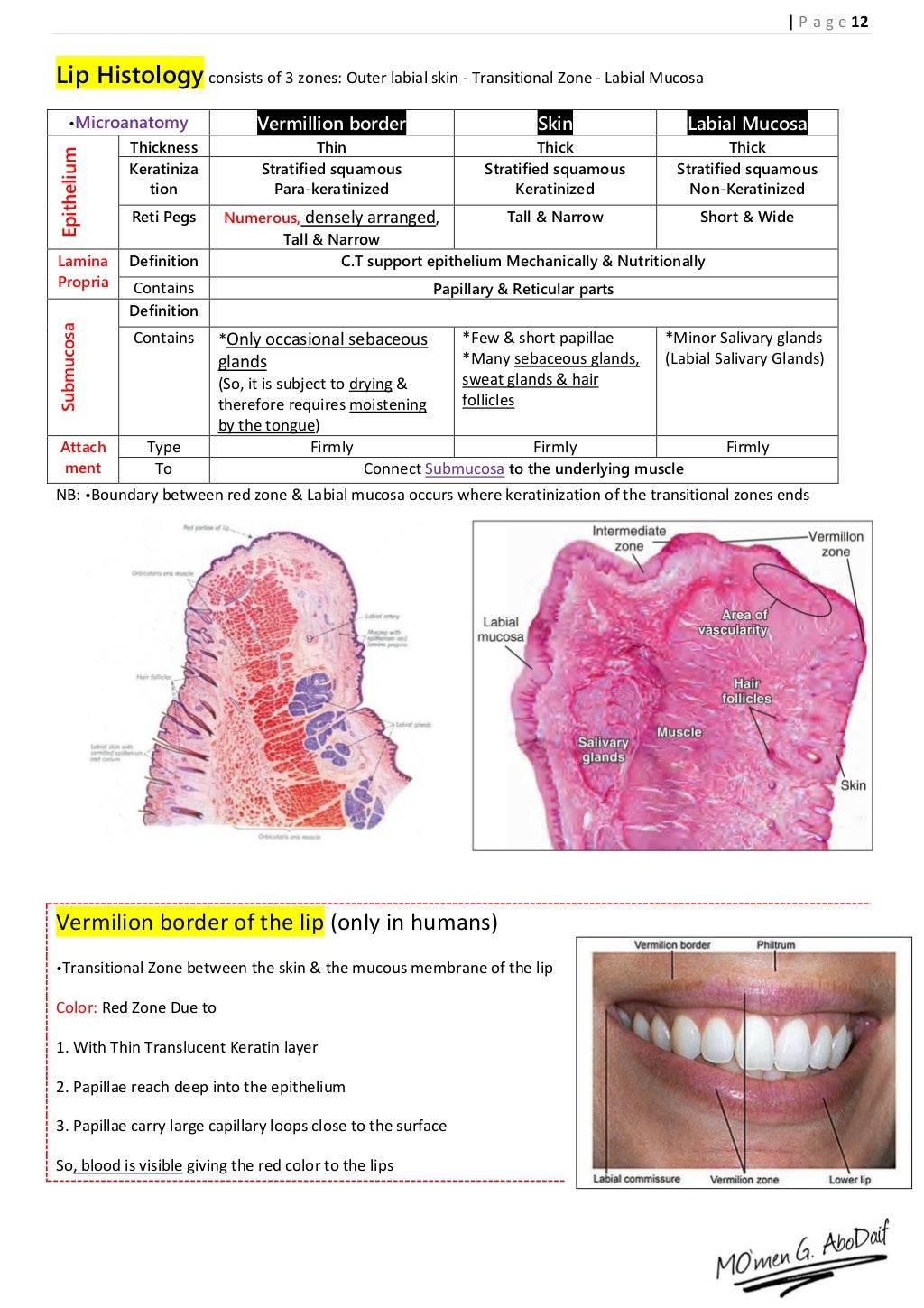 Handout of Oral Mucosa Histology