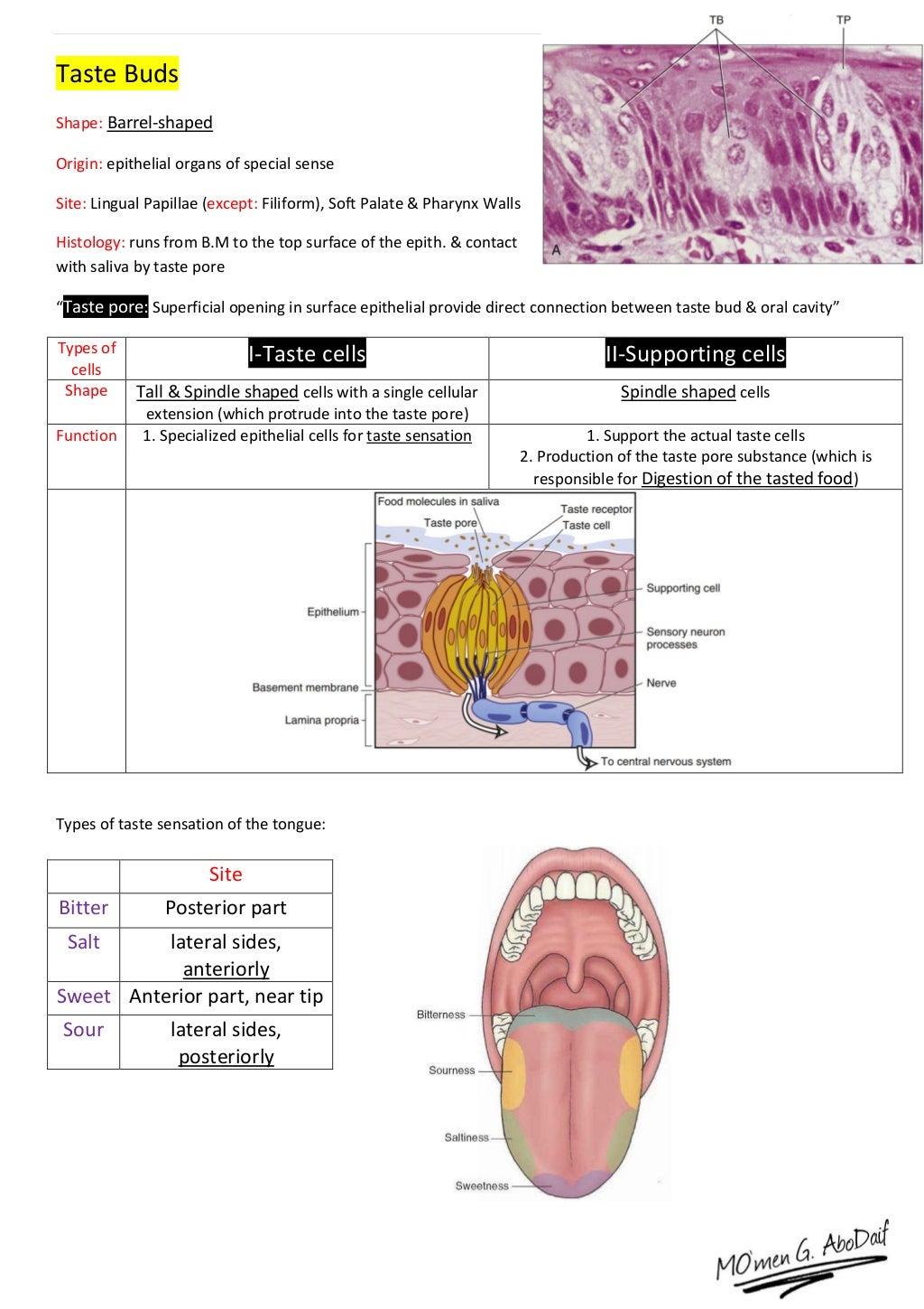 Handout of Oral Mucosa Histology