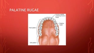 Oral mucosa | PPTX
