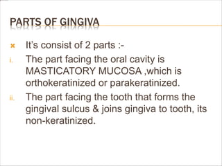 PARTS OF GINGIVA
 It’s consist of 2 parts :-
i. The part facing the oral cavity is
MASTICATORY MUCOSA ,which is
orthokeratinized or parakeratinized.
ii. The part facing the tooth that forms the
gingival sulcus & joins gingiva to tooth, its
non-keratinized.
 