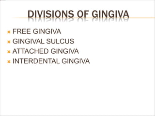 DIVISIONS OF GINGIVA
 FREE GINGIVA
 GINGIVAL SULCUS
 ATTACHED GINGIVA
 INTERDENTAL GINGIVA
 