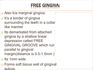 FREE GINGIVA:
 Also k/a marginal gingiva.
 It’s a border of gingiva
surrounding the teeth in a collar
like manner
 Its demarkated from attached
gingiva by a shallow linear
depression called FREE
GINGIVAL GROOVE which run
parallel to gingival
margin(distance is 0.5-1.5mm )
 Its 1mm wide
 Forms soft tissue wall of gingival
sulcus.
 