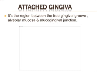 ATTACHED GINGIVA
 It’s the region between the free gingival groove ,
alveolar mucosa & mucogingival junction.
 