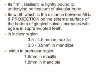  Its firm , resilient & tightly bound to
underlying periosteum of alveolar bone.
 Its width which is the distance between MGJ
& PROJECTION on the external surface of
the bottom of gingival sulcus increases with
age & in supra erupted teeth.
 in incisor region
3.5 - 4.5 mm in maxilla
3.3 - 3.9mm in mandible
 width in premolar region
1.9mm in maxilla
1.8mm in mandible
 
