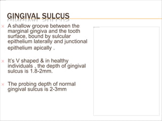 GINGIVAL SULCUS
A shallow groove between the
marginal gingiva and the tooth
surface, bound by sulcular
epithelium laterally and junctional
epithelium apically .
It’s V shaped & in healthy
individuals , the depth of gingival
sulcus is 1.8-2mm.
The probing depth of normal
gingival sulcus is 2-3mm
 