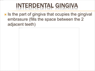 INTERDENTAL GINGIVA
 Is the part of gingiva that ocupies the gingival
embrasure (fills the space between the 2
adjacent teeth)
 