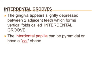 INTERDENTAL GROOVES
 The gingiva appears slightly depressed
between 2 adjacent teeth which forms
vertical folds called INTERDENTAL
GROOVE.
 The interdental papilla can be pyramidal or
have a "col" shape
 