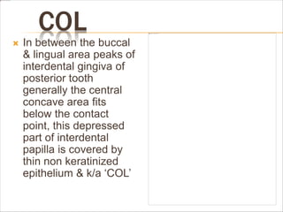 COL
 In between the buccal
& lingual area peaks of
interdental gingiva of
posterior tooth
generally the central
concave area fits
below the contact
point, this depressed
part of interdental
papilla is covered by
thin non keratinized
epithelium & k/a ‘COL’
 