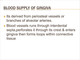 BLOOD SUPPLY OF GINGIVA
 Its derived from periosteal vessels or
branches of alveolar arteries.
 Blood vessels runs through interdental
septa,perforates it through its crest & enters
gingiva then forms loops within connective
tissue
 