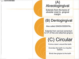 (A)
Alveologingival
Extends from the bone of
alveolar crest to gingival
margin.
(C) Circular
Forms a band around the tooth.
Encircles the tooth in a ring like
fashion.
Binds free gingiva to the tooth
(B) Dentogingival
Also called GINGIVODENTAL.
Extends from cervical cementum
to CT of free and attached gingiva.
 