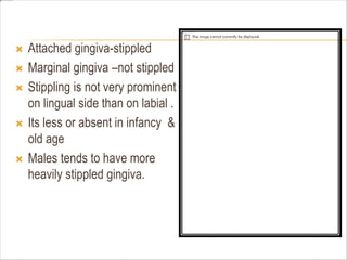  Attached gingiva-stippled
 Marginal gingiva –not stippled
 Stippling is not very prominent
on lingual side than on labial .
 Its less or absent in infancy &
old age
 Males tends to have more
heavily stippled gingiva.
 