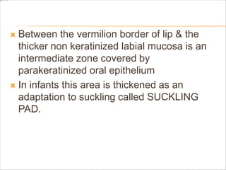  Between the vermilion border of lip & the
thicker non keratinized labial mucosa is an
intermediate zone covered by
parakeratinized oral epithelium
 In infants this area is thickened as an
adaptation to suckling called SUCKLING
PAD.
 