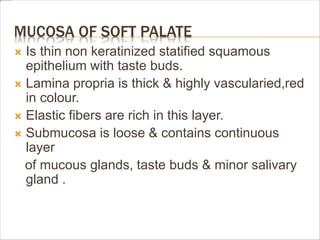 MUCOSA OF SOFT PALATE
 Is thin non keratinized statified squamous
epithelium with taste buds.
 Lamina propria is thick & highly vascularied,red
in colour.
 Elastic fibers are rich in this layer.
 Submucosa is loose & contains continuous
layer
of mucous glands, taste buds & minor salivary
gland .
 