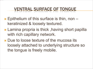 VENTRAL SURFACE OF TONGUE
 Epithelium of this surface is thin, non –
keratinized & loosely textured.
 Lamina propria is thick ,having short papilla
with rich capillary network.
 Due to loose texture of the mucosa its
loosely attached to underlying structure so
the tongue is freely mobile.
 