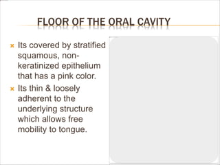 FLOOR OF THE ORAL CAVITY
 Its covered by stratified
squamous, non-
keratinized epithelium
that has a pink color.
 Its thin & loosely
adherent to the
underlying structure
which allows free
mobility to tongue.
 