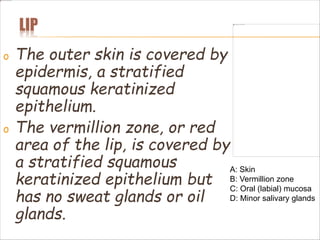 LIP
o The outer skin is covered by
epidermis, a stratified
squamous keratinized
epithelium.
o The vermillion zone, or red
area of the lip, is covered by
a stratified squamous
keratinized epithelium but
has no sweat glands or oil
glands.
A: Skin
B: Vermillion zone
C: Oral (labial) mucosa
D: Minor salivary glands
 