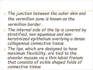 o The junction between the outer skin and
the vermillion zone is known as the
vermillion border .
o The internal side of the lip is covered by
stratified, non-squamous and non-
keratinized epithelium overlying a dense
collagenous connective tissue .
o The lips, which are designed to have
maximum flexibility, are tied to the
alveolar mucosa via a thin labial frenum
that consists of sickle shaped folds of
connective tissue
 