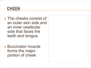 CHEEK
 The cheeks consist of
an outer skin side and
an inner vestibular
side that faces the
teeth and tongue.
 Buccinator muscle
forms the major
portion of cheek
 