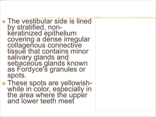  The vestibular side is lined
by stratified, non-
keratinized epithelium
covering a dense irregular
collagenous connective
tissue that contains minor
salivary glands and
sebaceous glands known
as Fordyce's granules or
spots.
 These spots are yellowish-
white in color, especially in
the area where the upper
and lower teeth meet
 