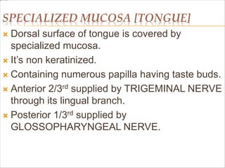 SPECIALIZED MUCOSA [TONGUE]
 Dorsal surface of tongue is covered by
specialized mucosa.
 It’s non keratinized.
 Containing numerous papilla having taste buds.
 Anterior 2/3rd supplied by TRIGEMINAL NERVE
through its lingual branch.
 Posterior 1/3rd supplied by
GLOSSOPHARYNGEAL NERVE.
 