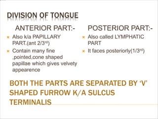 DIVISION OF TONGUE
BOTH THE PARTS ARE SEPARATED BY ‘V’
SHAPED FURROW K/A SULCUS
TERMINALIS
ANTERIOR PART:-
 Also k/a PAPILLARY
PART.(ant 2/3rd)
 Contain many fine
,pointed,cone shaped
papillae which gives velvety
appearence
POSTERIOR PART:-
 Also called LYMPHATIC
PART
 It faces posteriorly(1/3rd)
 