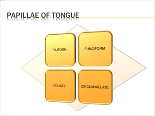 PAPILLAE OF TONGUE
 