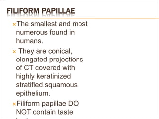 FILIFORM PAPILLAE
The smallest and most
numerous found in
humans.
 They are conical,
elongated projections
of CT covered with
highly keratinized
stratified squamous
epithelium.
Filiform papillae DO
NOT contain taste
 