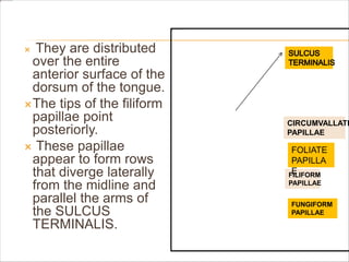  They are distributed
over the entire
anterior surface of the
dorsum of the tongue.
The tips of the filiform
papillae point
posteriorly.
 These papillae
appear to form rows
that diverge laterally
from the midline and
parallel the arms of
the SULCUS
TERMINALIS.
FUNGIFORM
PAPILLAE
FILIFORM
PAPILLAE
FOLIATE
PAPILLA
E
CIRCUMVALLATE
PAPILLAE
 