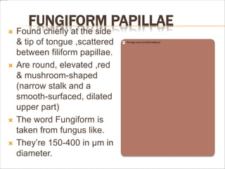 FUNGIFORM PAPILLAE
 Found chiefly at the side
& tip of tongue ,scattered
between filiform papillae.
 Are round, elevated ,red
& mushroom-shaped
(narrow stalk and a
smooth-surfaced, dilated
upper part)
 The word Fungiform is
taken from fungus like.
 They’re 150-400 in µm in
diameter.
 