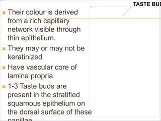  Their colour is derived
from a rich capillary
network visible through
thin epithelium.
 They may or may not be
keratinized
 Have vascular core of
lamina propria
 1-3 Taste buds are
present in the stratified
squamous epithelium on
the dorsal surface of these
TASTE BUD
 