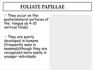 FOLIATE PAPILLAE
They occur on the
posterolateral surfaces of
the tongue as 4-10
vertical folds)
They are poorly
developed in humans
(frequently seen in
mammals)though they are
recognized more easily in
younger individuals.
 