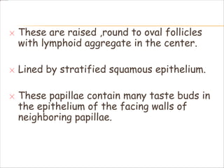 These are raised ,round to oval follicles
with lymphoid aggregate in the center.
Lined by stratified squamous epithelium.
These papillae contain many taste buds in
the epithelium of the facing walls of
neighboring papillae.
 
