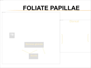 Serous glands
Dorsal
TB
ducts
FOLIATE PAPILLAE
 