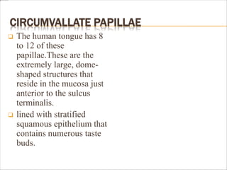CIRCUMVALLATE PAPILLAE
 The human tongue has 8
to 12 of these
papillae.These are the
extremely large, dome-
shaped structures that
reside in the mucosa just
anterior to the sulcus
terminalis.
 lined with stratified
squamous epithelium that
contains numerous taste
buds.
 