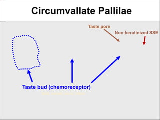 Taste bud (chemoreceptor)
Salt, sweet, sour, bitter
Non-keratinized SSE
Taste pore
Circumvallate Pallilae
 